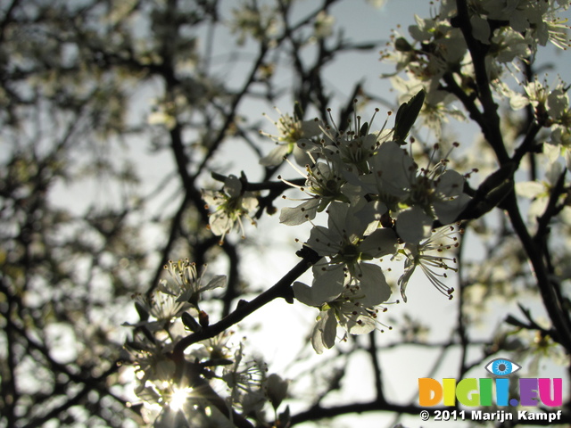 SX18065 Sun shining on white blossom